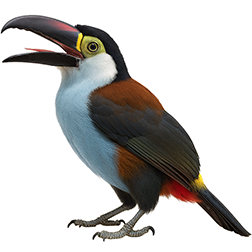 Black-Billed Mountain Toucan